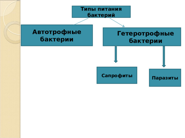 Типы питания бактерий Автотрофные бактерии Гетеротрофные бактерии Сапрофиты Паразиты 