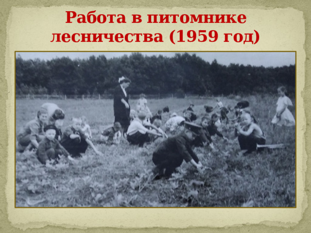 Работа в питомнике лесничества (1959 год) 