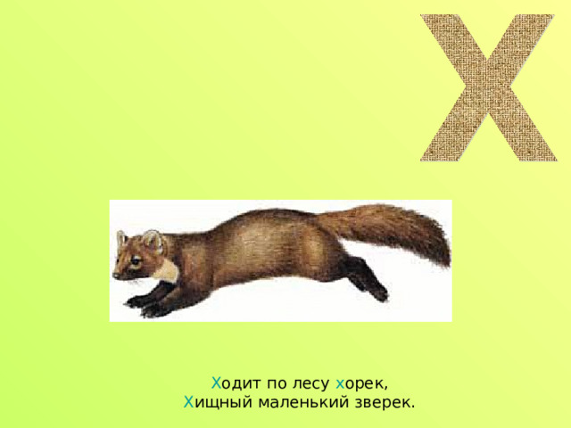 Х одит по лесу х орек,  Х ищный маленький зверек. 