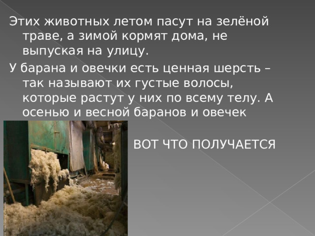 Этих животных летом пасут на зелёной траве, а зимой кормят дома, не выпуская на улицу. У барана и овечки есть ценная шерсть – так называют их густые волосы, которые растут у них по всему телу. А осенью и весной баранов и овечек СТРИГУТ.      ВОТ ЧТО ПОЛУЧАЕТСЯ 