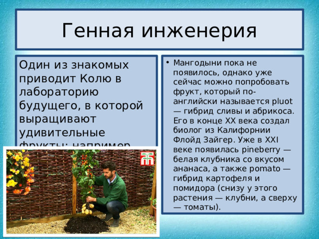 Генная инженерия Один из знакомых приводит Колю в лабораторию будущего, в которой выращивают удивительные фрукты: например, мангодыню (манго, напоминающее дыню, с лего отделяемой косточкой). Мангодыни пока не появилось, однако уже сейчас можно попробовать фрукт, который по-английски называется pluot — гибрид сливы и абрикоса. Его в конце XX века создал биолог из Калифорнии Флойд Зайгер. Уже в XXI веке появилась pineberry — белая клубника со вкусом ананаса, а также pomato — гибрид картофеля и помидора (снизу у этого растения — клубни, а сверху — томаты). 