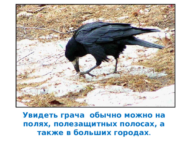 Увидеть грача обычно можно на полях, полезащитных полосах, а также в больших городах . 