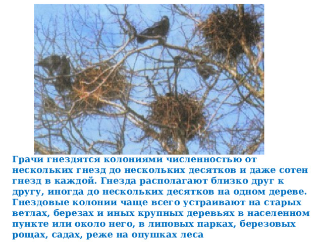 Грачи гнездятся колониями численностью от нескольких гнезд до нескольких десятков и даже сотен гнезд в каждой. Гнезда располагают близко друг к другу, иногда до нескольких десятков на одном дереве. Гнездовые колонии чаще всего устраивают на старых ветлах, березах и иных крупных деревьях в населенном пункте или около него, в липовых парках, березовых рощах, садах, реже на опушках леса 