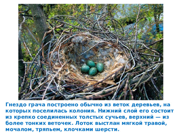 Гнездо грача построено обычно из веток деревьев, на которых поселилась колония. Нижний слой его состоит из крепко соединенных толстых сучьев, верхний — из более тонких веточек. Лоток выстлан мягкой травой, мочалом, тряпьем, клочками шерсти.   