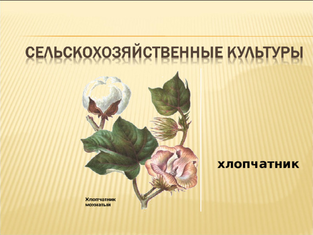 хлопчатник 