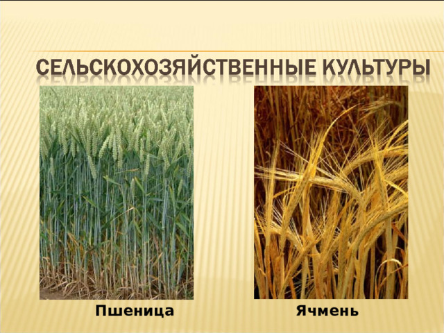 Пшеница Ячмень  