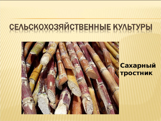 Сахарный тростник 