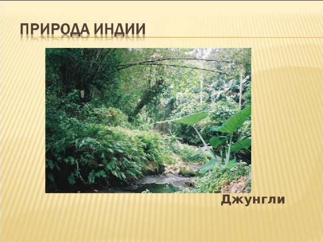  Джунгли 