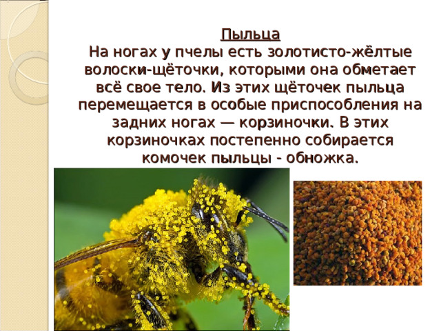 Пыльца  На ногах у пчелы есть золотисто-жёлтые волоски-щёточки, которыми она обметает всё свое тело. Из этих щёточек пыльца перемещается в особые приспособления на задних ногах — корзиночки. В этих корзиночках постепенно собирается комочек пыльцы - обножка. 