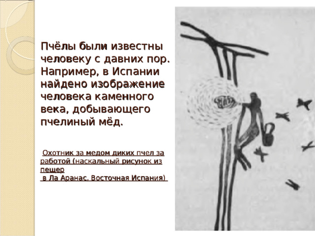 Пчёлы были известны человеку с давних пор. Например, в Испании найдено изображение человека каменного века, добывающего пчелиный мёд.     Охотник за медом диких пчел за работой (наскальный рисунок из пещер  в Ла Аранас, Восточная Испания)    