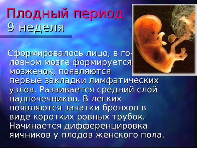 Плодный  период 9 неделя  Сформировалось лицо, в го- ловном мозге формируется мозжечок, появляются первые закладки лимфатических узлов. Развивается средний слой надпочечников. В легких появляются зачатки бронхов в виде коротких ровных трубок. Начинается дифференцировка яичников у плодов женского пола. 