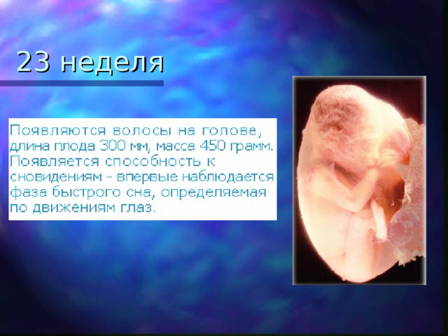 23 неделя 