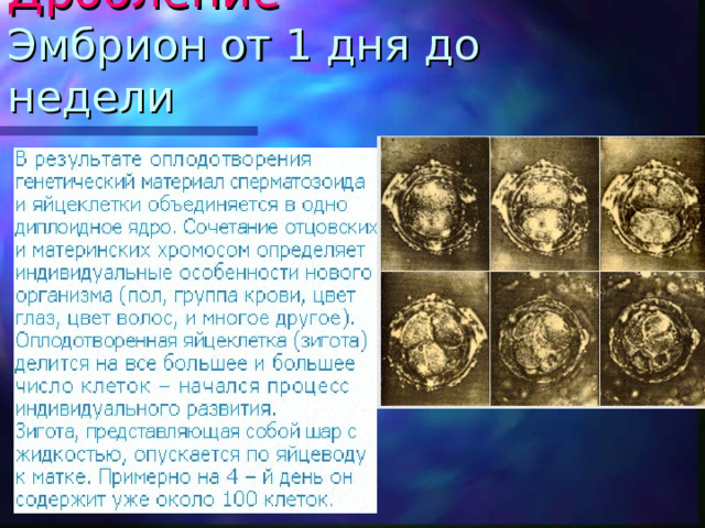 Дробление  Эмбрион от 1 дня до недели 