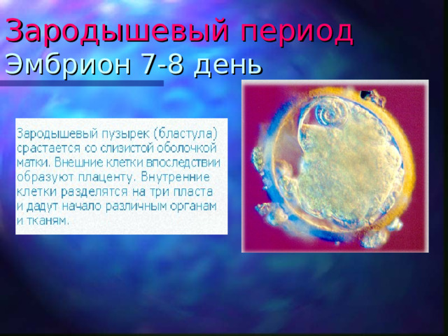 Зародышевый период  Эмбрион 7-8 день 