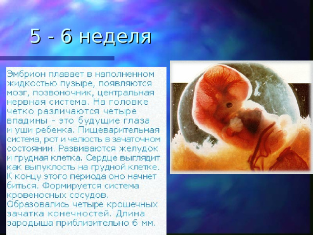 5 - 6 неделя 