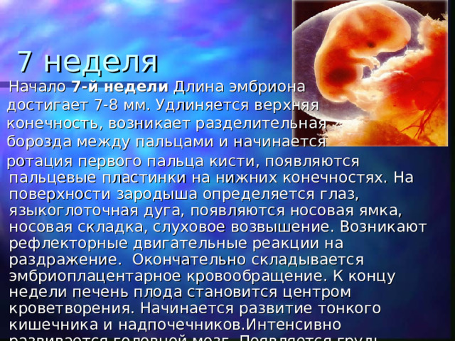 7 неделя  Начало 7-й недели Длина эмбриона  достигает 7-8 мм. Удлиняется верхняя  конечность, возникает разделительная  борозда между пальцами и начинается  ротация первого пальца кисти, появляются пальцевые пластинки на нижних конечностях. На поверхности зародыша определяется глаз, языкоглоточная дуга, появляются носовая ямка, носовая складка, слуховое возвышение. Возникают рефлекторные двигательные реакции на раздражение. Окончательно складывается эмбриоплацентарное кровообращение. К концу недели печень плода становится центром кроветворения. Начинается развитие тонкого кишечника и надпочечников.Интенсивно развивается головной мозг. Появляется грудь, живот. Длина около 12 мм. 