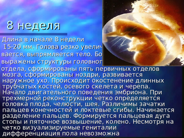 8 неделя  Длина в начале 8 недели  15-20 мм. Голова резко увеличи-  вается, выпрямляется тело. Более  выражены структуры головного  отдела, сформированы пять первичных отделов мозга, сформированы ноздри, развивается наружное ухо. Происходит окостенение длинных трубчатых костей, осевого скелета и черепа. Начало двигательного поведения эмбриона. При трехмерной реконструкции четко определяется головка плода, челюсти, шея. Различимы зачатки пальцев конечностей и локтевые сгибы. Начинается разделение пальцев. Формируется пальцевая дуга стопы и пяточное возвышение, колено. Несмотря на четко визуализируемые гениталии дифференциация пола невозможна  