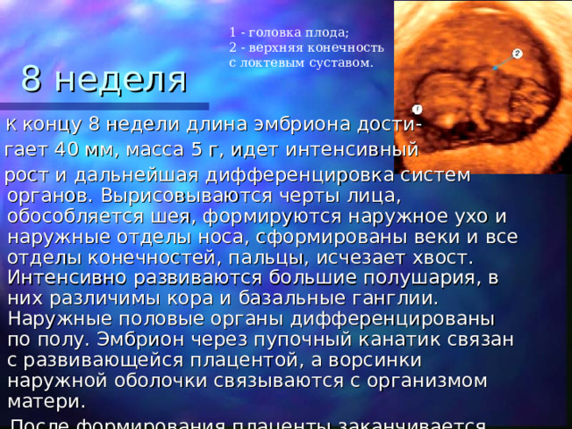 1 - головка плода;  2 - верхняя конечность с локтевым суставом.  8 неделя  К концу 8 недели длина эмбриона дости-  гает 40 мм, масса 5 г, идет интенсивный  рост и дальнейшая дифференцировка систем органов. Вырисовываются черты лица, обособляется шея, формируются наружное ухо и наружные отделы носа, сформированы веки и все отделы конечностей, пальцы, исчезает хвост. Интенсивно развиваются большие полушария, в них различимы кора и базальные ганглии. Наружные половые органы дифференцированы по полу. Эмбрион через пупочный канатик связан с развивающейся плацентой, а ворсинки наружной оболочки связываются с организмом матери.  После формирования плаценты заканчивается эмбриональный и начинается плодный период. 