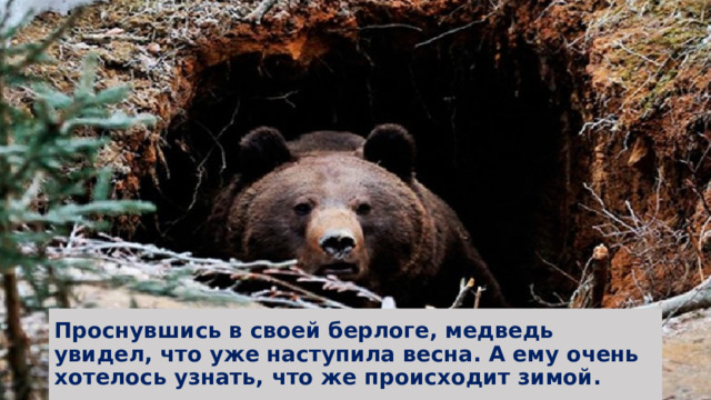 Проснувшись в своей берлоге, медведь увидел, что уже наступила весна. А ему очень хотелось узнать, что же происходит зимой. 