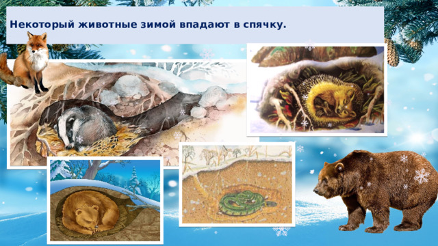  Некоторый животные зимой впадают в спячку.   