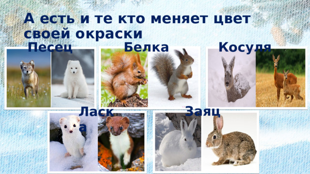 А есть и те кто меняет цвет своей окраски Белка Песец Косуля Заяц Ласка 