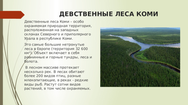 ДЕВСТВЕННЫЕ ЛЕСА КОМИ Девственные леса Коми – особо охраняемая природная территория, расположенная на западных склонах Северного и приполярного Урала в республике Коми. Это самые большие нетронутые леса в Европе (территория 32 600 км²). Объект включает в себя равнинные и горные тундры, леса и болота.  В лесном массиве протекает несколько рек. В лесах обитают более 200 видов птиц, разные млекопитающие, в реках - редкие виды рыб. Растут сотни видов растений, в том числе охраняемых. 