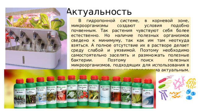 Актуальность В гидропонной системе, в корневой зоне, микроорганизмы создают условия подобно почвенным. Так растения чувствуют себя более естественно. Но наличие полезных организмов сведено к минимуму, так как им там неоткуда взяться. А полное отсутствие их в растворе делает среду слабой и уязвимой. Поэтому необходимо самостоятельно заселять и размножать полезные бактерии. Поэтому поиск полезных микроорганизмов, подходящих для использования в гидропонных системах является весьма актуальным. 