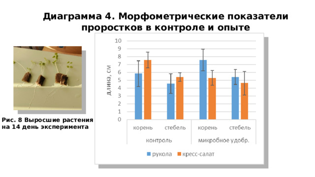 Диаграмма 4. Морфометрические показатели проростков в контроле и опыте Рис. 8 Выросшие растения на 14 день эксперимента 