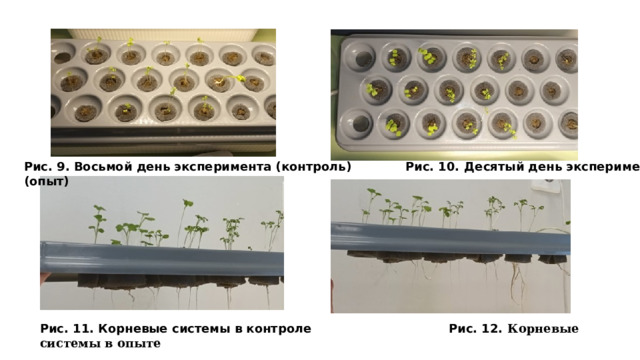 Рис. 9. Восьмой день эксперимента (контроль) Рис. 10. Десятый день эксперимента (опыт) Рис. 11. Корневые системы в контроле Рис. 12. Корневые системы в опыте  