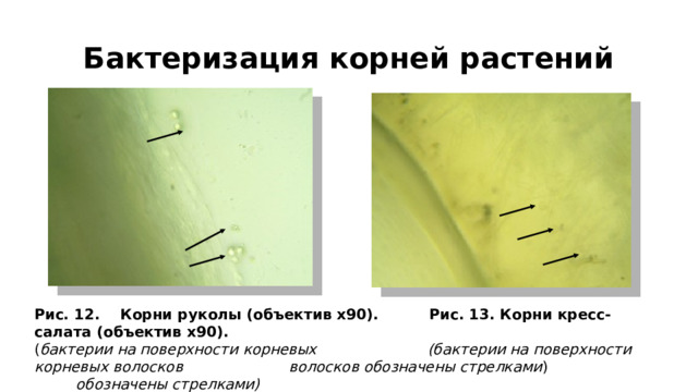 Бактеризация корней растений Рис. 12. Корни руколы (объектив х90). Рис. 13. Корни кресс-салата (объектив х90). ( бактерии на поверхности корневых (бактерии на поверхности корневых волосков волосков обозначены стрелками ) обозначены стрелками) 