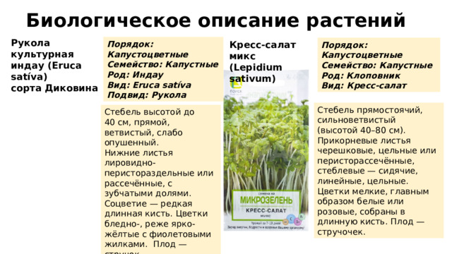 Биологическое описание растений Рукола культурная индау (Eruca satíva) сорта Диковина Порядок: Капустоцветные Кресс-салат микс (Lepidium sativum) Семейство: Капустные Род: Индау Вид: Eruca satíva Подвид: Рукола Порядок: Капустоцветные Семейство: Капустные Род: Клоповник Вид: Кресс-салат Стебель прямостоячий, сильноветвистый (высотой 40–80 см). Прикорневые листья черешковые, цельные или перисторассечённые, стеблевые — сидячие, линейные, цельные. Цветки мелкие, главным образом белые или розовые, собраны в длинную кисть. Плод — стручочек. Стебель высотой до 40 см, прямой, ветвистый, слабо опушенный. Нижние листья лировидно-перистораздельные или рассечённые, с зубчатыми долями. Соцветие — редкая длинная кисть. Цветки бледно-, реже ярко-жёлтые с фиолетовыми жилками. Плод — стручок. 
