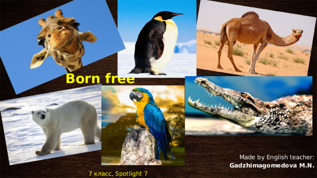 Born free Made by English teacher: Gadzhimagomedova M.N. 7 класс, Spotlight 7 