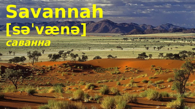 Savannah [səˈvænə] саванна 