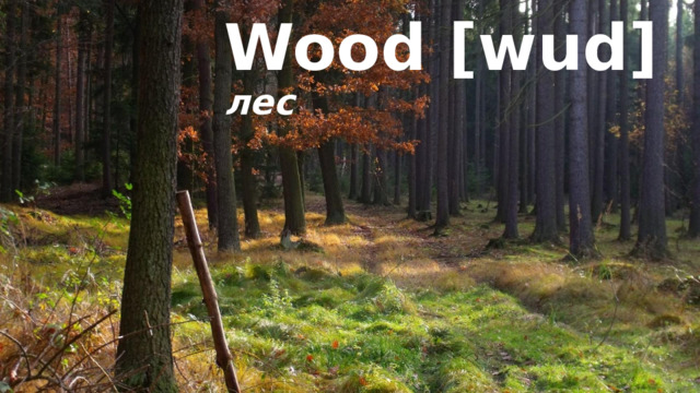 Wood [wud] лес 