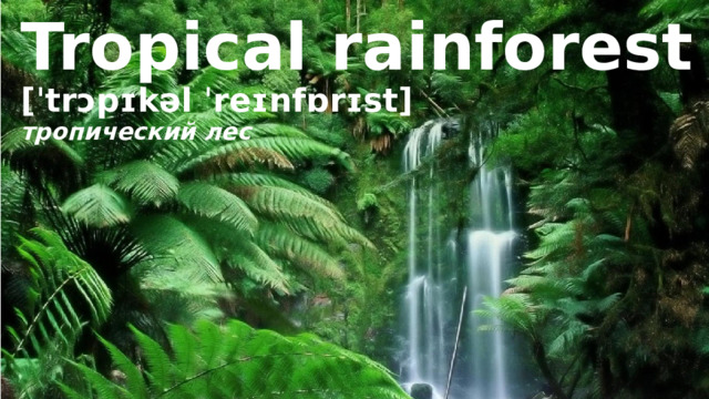 Tropical rainforest [ˈtrɔpɪkəl ˈreɪnfɒrɪst] тропический лес 