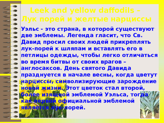 Leek and yellow daffodils –  Лук порей и желтые нарциссы Уэльс - это страна, в которой существуют две эмблемы. Легенда гласит, что C в. Давид просил своих людей прикреплять лук-порей к шляпам и вставлять его в петлицы одежды, чтобы легко отличаться во время битвы от своих врагов – англосаксов. День святого Давида празднуется в начале весны, когда цветут нарциссы, символизирующие зарождение новой жизни. Этот цветок стал второй, более изящной эмблемой Уэльса, тогда как первой официальной эмблемой является лук-порей. 