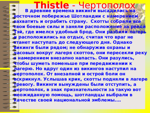 Thistle - Чертополох    В древние времена викинги высадились на восточном побережье Шотландии с намерением захватить и ограбить страну. Скотты собрали все свои боевые силы и заняли расположение за рекой Тэй, где имелся удобный брод. Они разбили лагерь и расположились на отдых, считая что враг не станет наступать до следующего дня. Однако викинги были рядом; не обнаружив охраны и часовых вокруг лагеря скоттов, они пересекли реку с намерением внезапно напасть. Они разулись, чтобы шуметь поменьше при передвижении к лагерю. Но вдруг один из викингов наступил на чертополох. От внезапной и острой боли он вскрикнул. Услышав крик, скотты подняли в лагере тревогу. Викинги вынуждены были отступить, а чертополох, в знак признательности за такую вот неожиданную помощь, шотландцы выбрали в качестве своей национальной эмблемы.... 