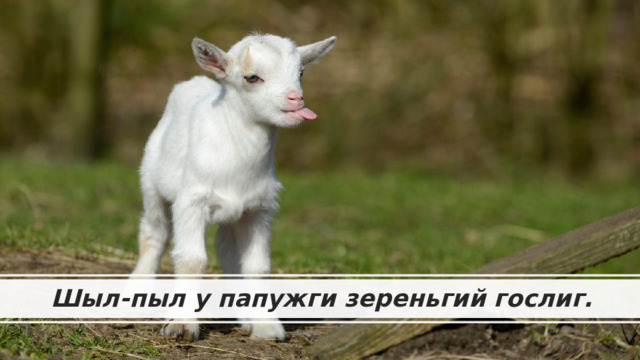 Шыл-пыл у папужги зереньгий гослиг. 
