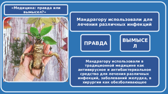  «Медицина: правда или вымысел?» Мандрагору использовали для лечения различных инфекций  ПРАВДА ВЫМЫСЕЛ Мандрагору использовали в традиционной медицине как антивирусное и антибактериальное средство для лечения различных инфекций, заболеваний желудка, в хирургии как обезболивающее 