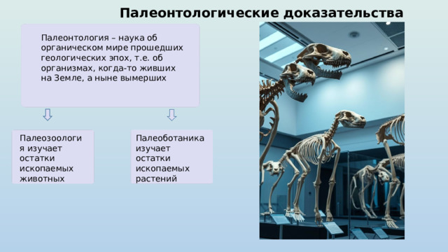 Палеонтологические доказательства Палеонтология – наука об органическом мире прошедших геологических эпох, т.е. об организмах, когда-то живших на Земле, а ныне вымерших Палеозоология изучает остатки ископаемых животных Палеоботаника изучает остатки ископаемых растений 