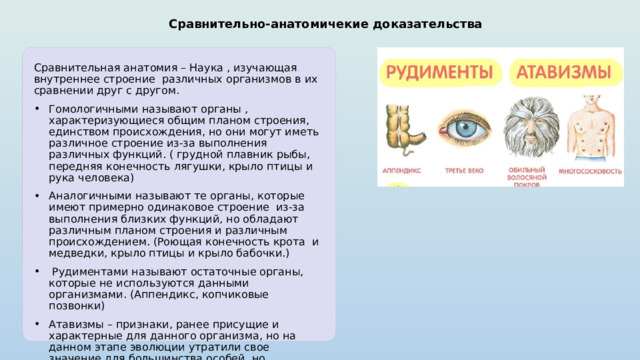 Сравнительно-анатомичекие доказательства   Сравнительная анатомия – Наука , изучающая внутреннее строение различных организмов в их сравнении друг с другом. Гомологичными называют органы , характеризующиеся общим планом строения, единством происхождения, но они могут иметь различное строение из-за выполнения различных функций. ( грудной плавник рыбы, передняя конечность лягушки, крыло птицы и рука человека) Аналогичными называют те органы, которые имеют примерно одинаковое строение из-за выполнения близких функций, но обладают различным планом строения и различным происхождением. (Роющая конечность крота и медведки, крыло птицы и крыло бабочки.)  Рудиментами называют остаточные органы, которые не используются данными организмами. (Аппендикс, копчиковые позвонки) Атавизмы – признаки, ранее присущие и характерные для данного организма, но на данном этапе эволюции утратили свое значение для большинства особей, но проявившиеся у данной конкретной особи в ее онтогенезе. (Хвостатость некоторых людей, полимастия человека) 