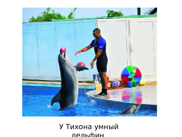 У Тихона умный дельфин. 