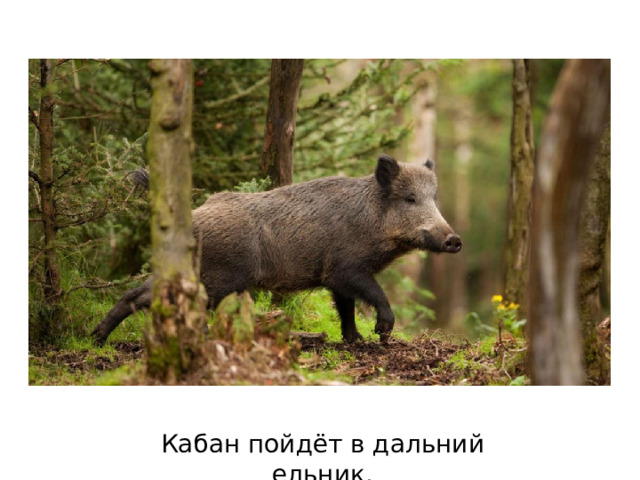 Кабан пойдёт в дальний ельник. 