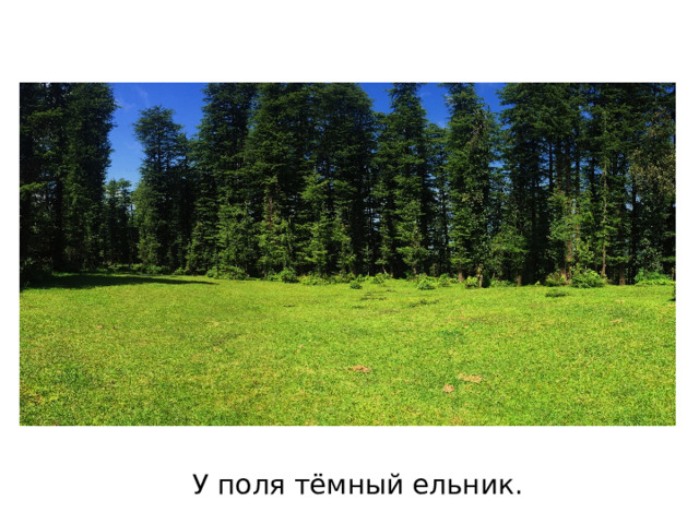 У поля тёмный ельник. 