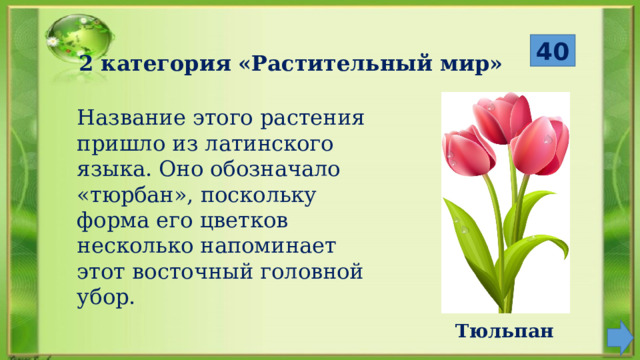  Название этого растения пришло из латинского языка. Оно обозначало «тюрбан», поскольку форма его цветков несколько напоминает этот восточный головной убор. 40 2 категория «Растительный мир» Тюльпан 