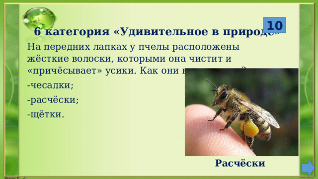  Расчёски 10 6 категория «Удивительное в природе» На передних лапках у пчелы расположены жёсткие волоски, которыми она чистит и «причёсывает» усики. Как они называются? -чесалки; -расчёски; -щётки. 