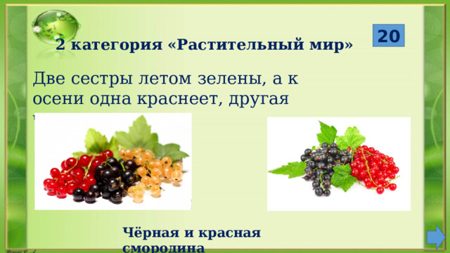  Чёрная и красная смородина 20 2 категория «Растительный мир» Две сестры летом зелены, а к осени одна краснеет, другая чернеет. 