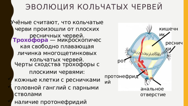 Эволюция кольчатых червей Учёные считают, что кольчатые черви произошли от плоских ресничных червей. кишечник Трохофора  — микроскопическая свободно плавающая личинка многощетинковых кольчатых червей. реснички рот  Черты сходства трохофоры с плоскими червями: кожные клетки с ресничками головной ганглий с парными стволами наличие протонефридий протонефридий анальное отверстие 