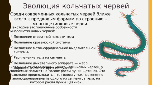 Эволюция кольчатых червей Среди современных кольчатых червей ближе всего к предковым формам по строению – многощетинковые черви. Некоторые эволюционные особенности многощетинковых червей: Появление вторичной полости тела Появление кровеносной системы. Появление метанефридиальной выделительной системы.   Расчленение тела на сегменты Появление дыхательного аппарата — жабр Хорошее развитие органов чувств. В отличие от современных многощетинковых червей, у ископаемых полихет на голове росли пучки щетинок. Это позволило предположить, что голова у них постепенно эволюционировала из одного из сегментов тела, на котором росли пучки щетинок. 