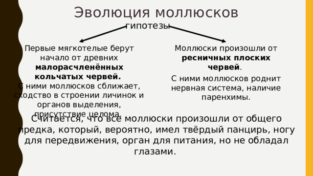Эволюция моллюсков гипотезы Первые мягкотелые берут начало от древних малорасчленённых кольчатых червей.  С ними моллюсков сближает, сходство в строении личинок и органов выделения, присутствие целома. Моллюски произошли от ресничных плоских червей . С ними моллюсков роднит нервная система, наличие паренхимы. Считается, что все моллюски произошли от общего предка, который, вероятно, имел твёрдый панцирь, ногу для передвижения, орган для питания, но не обладал глазами.  